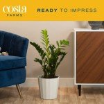 ZZ Plant in Modern Planter – Air Purifying Houseplant