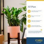 ZZ Plant in Modern Planter – Air Purifying Houseplant
