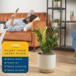 ZZ Plant in Modern Planter – Air Purifying Houseplant