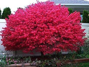 10 Dwarf Burning Bush Seedlings - Hardy Shrubs