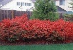 10 Dwarf Burning Bush Seedlings - Hardy Shrubs