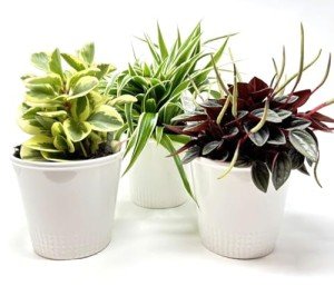 Assorted Foliage Plants, 5.5 Inch Pot
