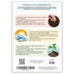 300+ Mammoth Sunflower Seeds for Your Garden