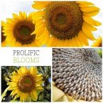 300+ Mammoth Sunflower Seeds for Your Garden