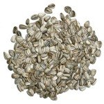 300+ Mammoth Sunflower Seeds for Your Garden