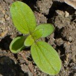 300+ Mammoth Sunflower Seeds for Your Garden