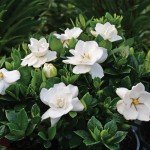 Frostproof Gardenia Shrub in 3 Gallon Pot