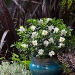 Frostproof Gardenia Shrub in 3 Gallon Pot