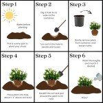 Frostproof Gardenia Shrub in 3 Gallon Pot