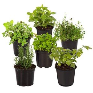 Aromatic Edible Herb Collection - 6 Plants