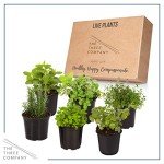 Aromatic Edible Herb Collection - 6 Plants