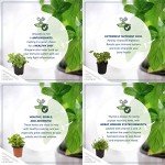 Aromatic Edible Herb Collection - 6 Plants