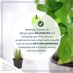 Aromatic Edible Herb Collection - 6 Plants