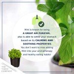 Aromatic Edible Herb Collection - 6 Plants