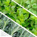 Aromatic Edible Herb Collection - 6 Plants