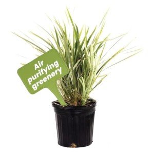 Aztec Grass Air Purifier Live Plant - 6" Pot