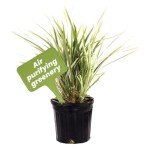 Aztec Grass Air Purifier Live Plant - 6" Pot