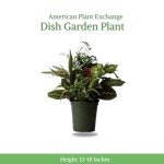 Live Dish Garden with Assorted Foliage Plants