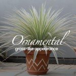 Aztec Grass Air Purifier Live Plant - 6" Pot