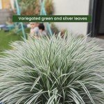 Aztec Grass Air Purifier Live Plant - 6" Pot