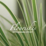 Aztec Grass Air Purifier Live Plant - 6" Pot