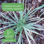 Aztec Grass Air Purifier Live Plant - 6" Pot