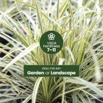 Aztec Grass Air Purifier Live Plant - 6" Pot