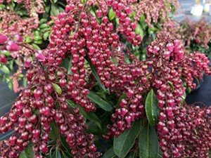 Interstella Lily of The Valley Live Plant