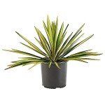 Creamy White and Dark Green Yucca Shrub, 2.25 Gal