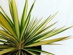Creamy White and Dark Green Yucca Shrub, 2.25 Gal