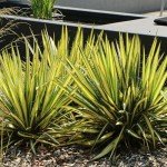 Creamy White and Dark Green Yucca Shrub, 2.25 Gal