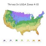 Creamy White and Dark Green Yucca Shrub, 2.25 Gal