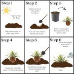 Creamy White and Dark Green Yucca Shrub, 2.25 Gal