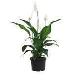 Peace Lily in 6-Inch Pot - Easy Care Houseplant