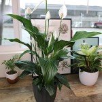 Peace Lily in 6-Inch Pot - Easy Care Houseplant