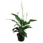 Peace Lily in 6-Inch Pot - Easy Care Houseplant