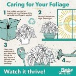 Peace Lily in 6-Inch Pot - Easy Care Houseplant