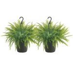 Boston Ferns in Hanging Baskets - 2 Pack