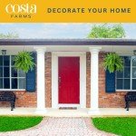 Boston Ferns in Hanging Baskets - 2 Pack