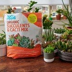 Organic Succulent & Cacti Mix - 6 Quart