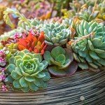 Organic Succulent & Cacti Mix - 6 Quart