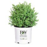 North Star Boxwood Shrub by Proven Winners
