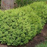 North Star Boxwood Shrub by Proven Winners
