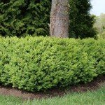 North Star Boxwood Shrub by Proven Winners