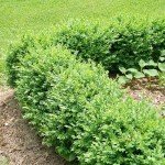 North Star Boxwood Shrub by Proven Winners