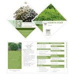 North Star Boxwood Shrub by Proven Winners