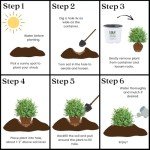 North Star Boxwood Shrub by Proven Winners