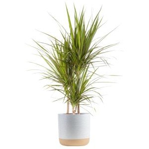 Dracaena Marginata Magenta Indoor Plant - 3-4 Feet
