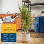 Dracaena Marginata Magenta Indoor Plant - 3-4 Feet