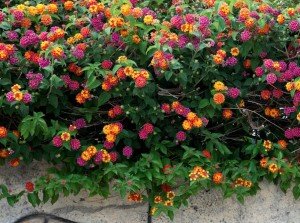 Lantana Camara Plants – Natural Mosquito Repellent